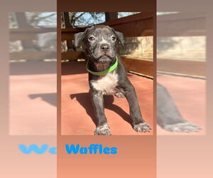 American Staffordshire Terrier-Unknown Mix Dogs for adoption in San Antonio, TX, USA