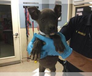 American Pit Bull Terrier-Unknown Mix Dogs for adoption in Riverside, CA, USA