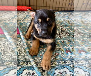 German Shepherd Dog Dogs for adoption in Seattle, WA, USA