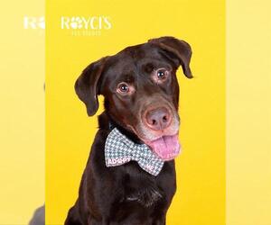 Labrador Retriever-Unknown Mix Dogs for adoption in West Valley, UT, USA