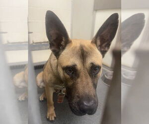 Mutt Dogs for adoption in Glen Allen, VA, USA