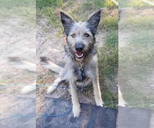 German Shepherd Dog-Irish Wolfhound Mix Dogs for adoption in Pleasanton, TX, USA