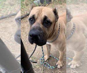 Presa Canario Dogs for adoption in Uwchlan, PA, USA