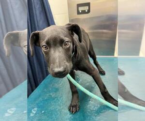 Labrador Retriever-Unknown Mix Dogs for adoption in Mobile, AL, USA
