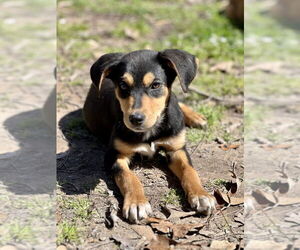 Redbone Coonhound-Siberian Husky Mix Dogs for adoption in FRAMINGHAM, MA, USA
