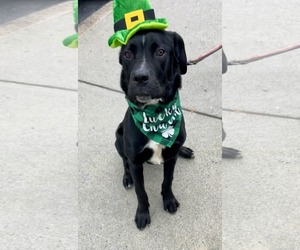 Mutt Dogs for adoption in Catasauqua, PA, USA