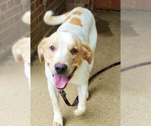 Lab-Pointer Dogs for adoption in Bardstown, KY, USA