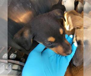 Mutt Dogs for adoption in San Antonio, TX, USA