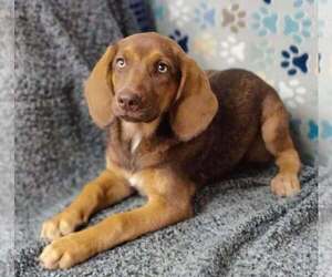 Mutt Dogs for adoption in Royal Palm Beach, FL, USA