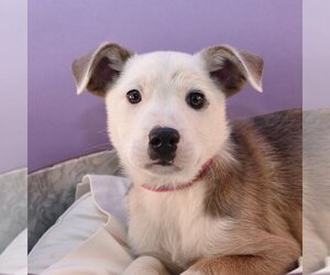 Labrenees Dogs for adoption in Sheridan, CO, USA