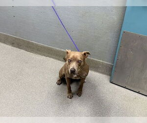 American Pit Bull Terrier-Unknown Mix Dogs for adoption in Las Vegas, NV, USA