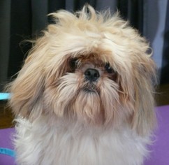 Shih Tzu Dogs for adoption in REDDING, CA, USA