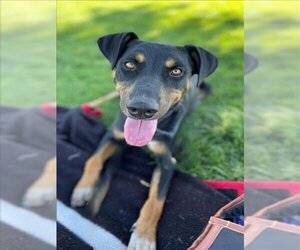 Doberman Pinscher-Unknown Mix Dogs for adoption in Tracy, CA, USA