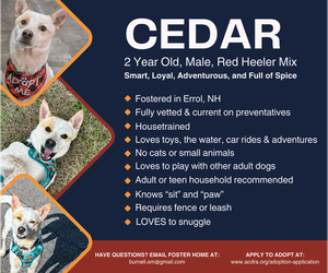 Mutt Dogs for adoption in Garden City, NY, USA