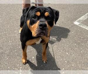 Mutt Dogs for adoption in Santa Rosa, CA, USA