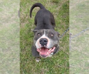 American Pit Bull Terrier Dogs for adoption in Abbeville, LA, USA