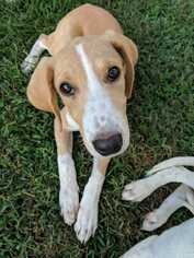English Foxhound Dogs for adoption in Boonville, MO, USA