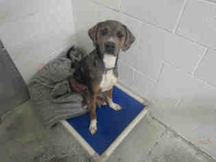 Catahoula Leopard Dog Dogs for adoption in Bowling Green, OH, USA