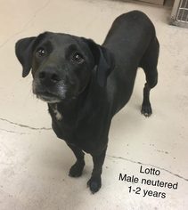 Labrador Retriever Dogs for adoption in Bryant, AR, USA
