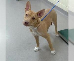 Mutt Dogs for adoption in Denver, CO, USA