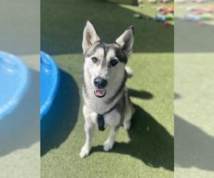 - Mix Dogs for adoption in Chula Vista, CA, USA