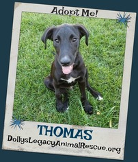 Lab-Pointer Dogs for adoption in Lincoln, NE, USA