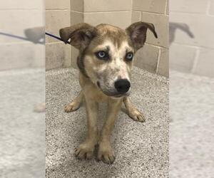 Labrador Retriever-Unknown Mix Dogs for adoption in Conroe, TX, USA