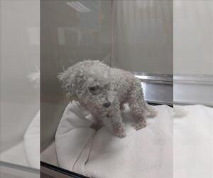 Poodle (Miniature) Dogs for adoption in Upland, CA, USA