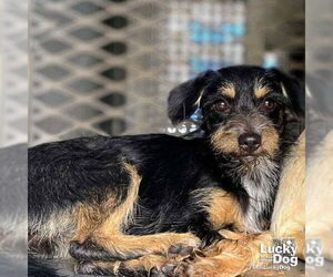 Mutt Dogs for adoption in Washington, DC, USA
