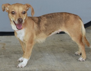 Chiweenie Dogs for adoption in Longview, TX, USA