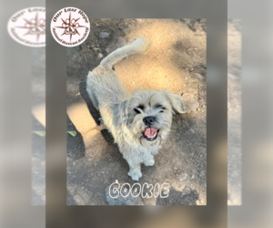 Mutt Dogs for adoption in Princeton, British Columbia, Canada