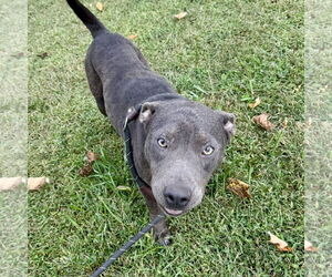 American Pit Bull Terrier-Labrador Retriever Mix Dogs for adoption in Sparta, TN, USA