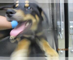 Shepradors Dogs for adoption in Oklahoma City, OK, USA