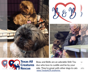 Shih Tzu Dogs for adoption in Lillian, TX, USA