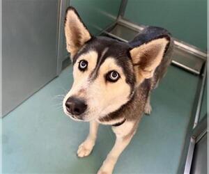 Siberian Husky Dogs for adoption in Moreno Valley, CA, USA