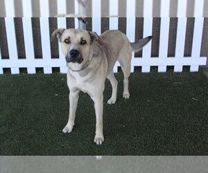 Shepradors Dogs for adoption in Modesto, CA, USA