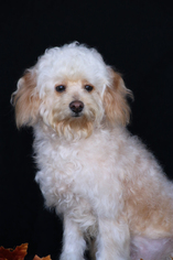 Maltese-Poodle (Toy) Mix Dogs for adoption in San Pedro, CA, USA