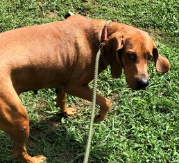 Redbone Coonhound Dogs for adoption in Chatham, VA, USA