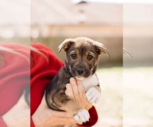 Mutt Dogs for adoption in Princeton, MN, USA