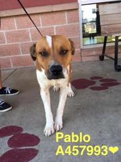 Labrador Retriever-Unknown Mix Dogs for adoption in Spokane, WA, USA
