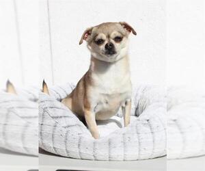 Chihuahua Dogs for adoption in Burbank, CA, USA