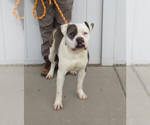 Bulldog Dogs for adoption in Louisville, KY, USA