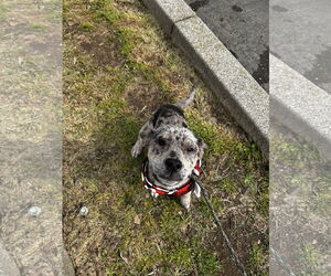 Australian Shepherd-Unknown Mix Dogs for adoption in Chico, CA, USA