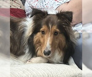 Mutt Dogs for adoption in Wamego, KS, USA