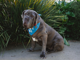 Mastiff Dogs for adoption in Pacific Grove, CA, USA