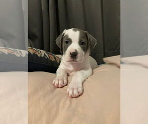 American Pit Bull Terrier-American Staffordshire Terrier Mix Dogs for adoption in Wenonah, NJ, USA