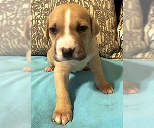 Basset Hound-Unknown Mix Dogs for adoption in Deepwater, NJ, USA