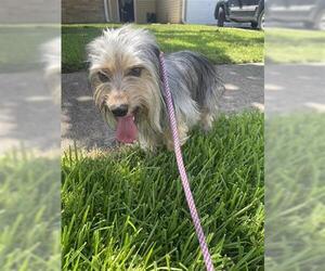 Mutt Dogs for adoption in Houston, TX, USA