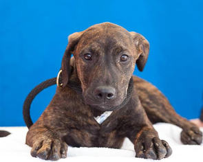 Rhodesian Ridgeback Dogs for adoption in West Hollywood, CA, USA