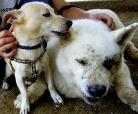 Medium Photo #1 Akita-Chihuahua Mix Puppy For Sale in Santa Clarita, CA, USA